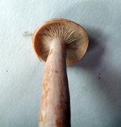 Lactarius rufus01.jpg