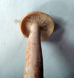 Lactarius rufus01.jpg