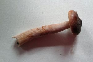 Lactarius rufus02.jpg