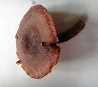 Lactarius rufus03.jpg