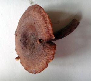 Lactarius rufus03.jpg