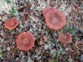 Lactarius rufus05.jpg