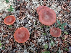 Lactarius rufus05.jpg