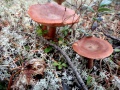 Lactarius rufus06.jpg