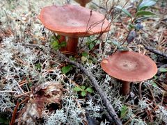 Lactarius rufus06.jpg