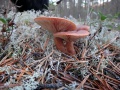 Lactarius rufus07.jpg