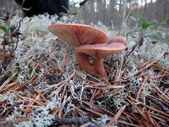 Lactarius rufus07.jpg
