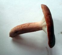 Lactarius rufus 04.jpg