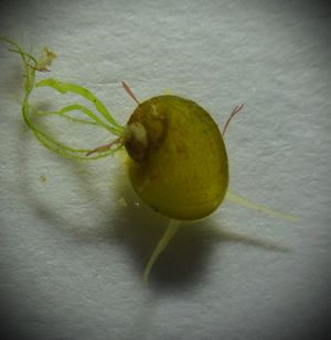 Lacuna neritoidea.jpg