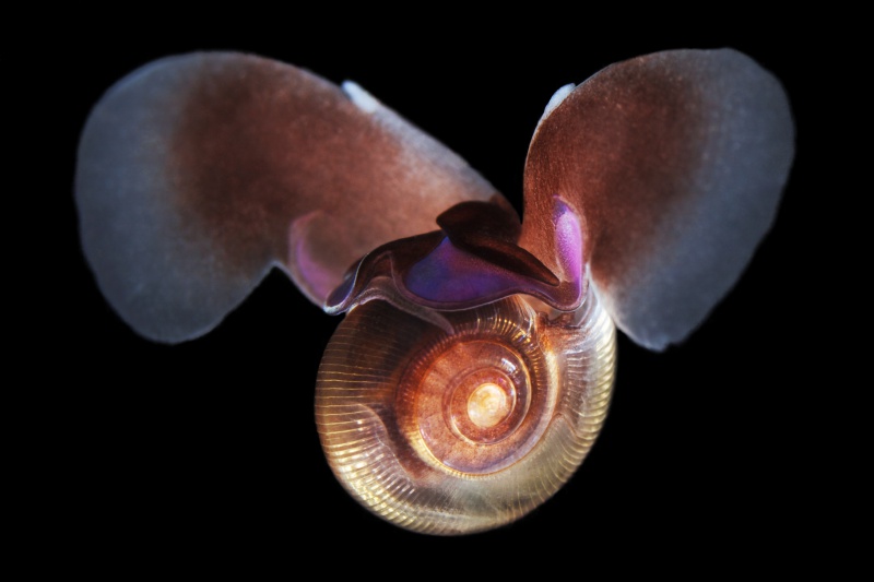 Limacina helicina .jpg
