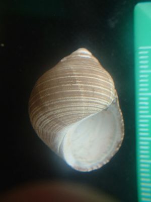 Littorina littorea.jpg