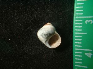 Littorina obtusata.jpg