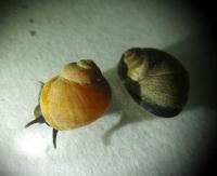 Littorina obtusata2.jpg