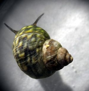Littorina saxatilis1.jpg