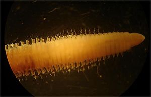 Lumbrinereis01.jpg