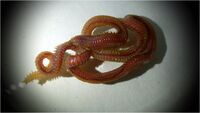 Lumbrinereis fragilis.jpg