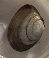 Macoma caalcarea.jpg