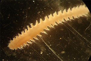Micronephthys.jpg