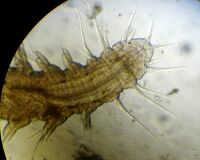 Microphthalmus.jpg