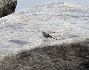 Motacilla alba.jpg