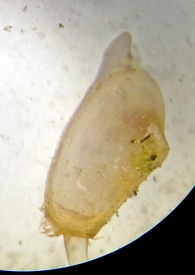 Mya arenaria juv02.jpg