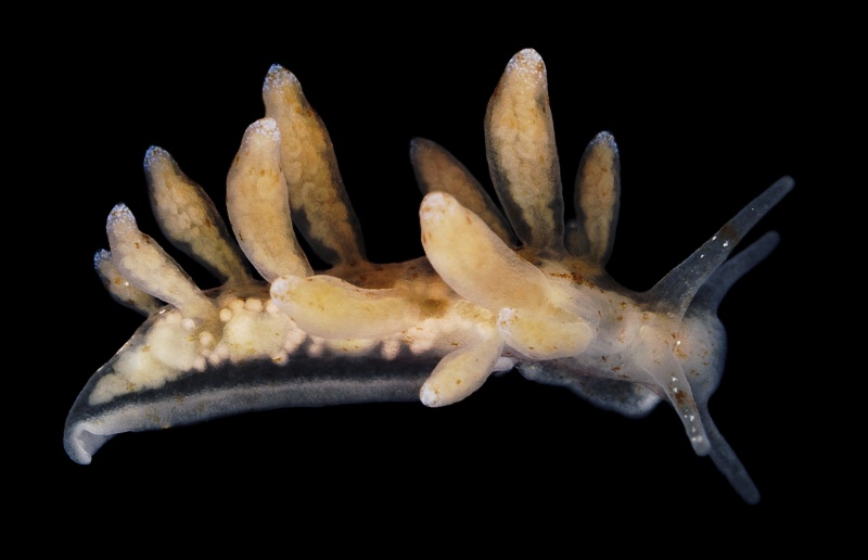Nudibranchus rupium.jpg