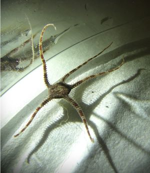 Ophiura robusta.jpg