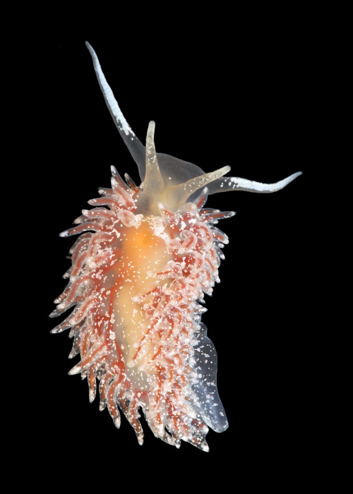 Paracoryphella islandica.jpg