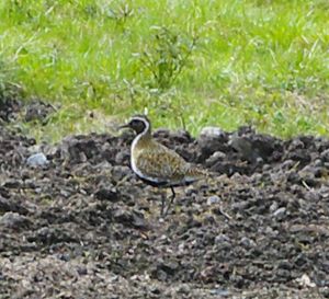 Pluvialis apricaria.jpg