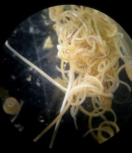 Pontonema vulgare01.jpg
