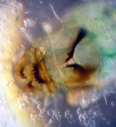 Pseudochironomus gr prasinatus.jpg