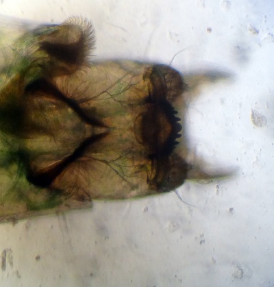 Pseudochironomus gr prasinatus02.jpg