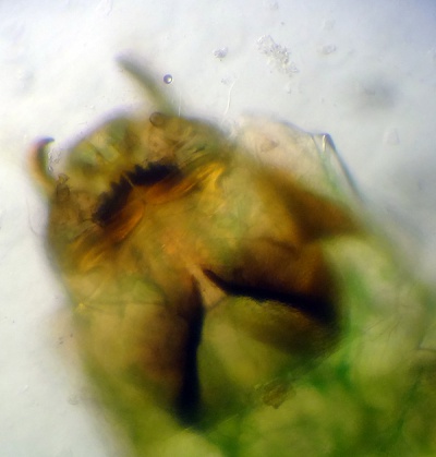 Pseudochironomus gr prasinatus03.jpg