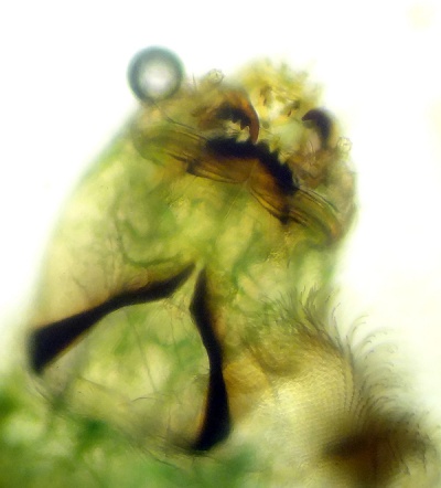 Pseudochironomus gr prasinatus04.jpg