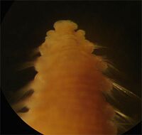 Scalibregma inflatum01.jpg