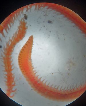 Scoloplos gr. armiger01.jpg