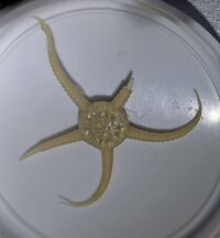 Stegophiura nodosa.jpg