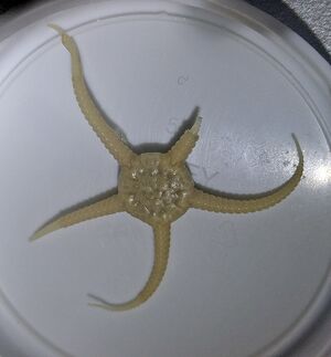 Stegophiura nodosa.jpg
