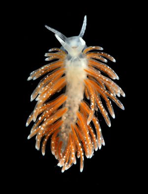 Trinchesia pustulata.jpg