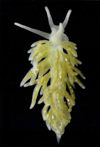 Trinchesia pustulata 2.jpg